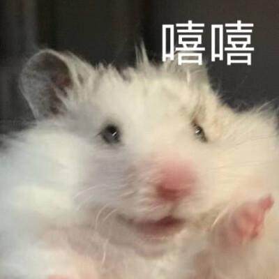 仓鼠小猫