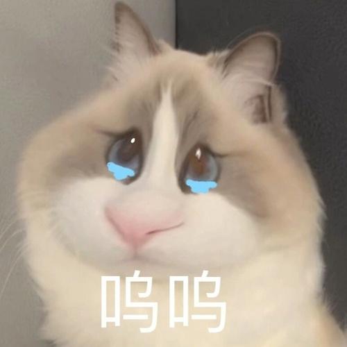 仓鼠小猫