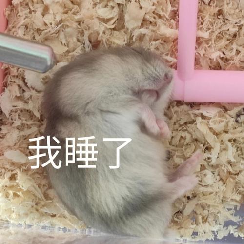 热门表情包，斗宗强者