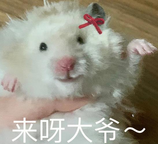 仓鼠小猫